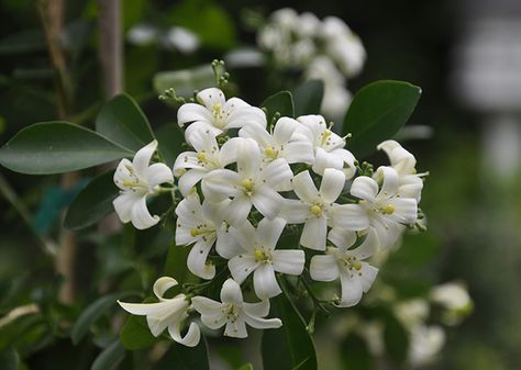 Murraya paniculata, also known as a 'Jessamine', or "Jasmine", yet it is neither,  is intensely fragrant orange blossom scent once the sun sets Coral Aesthetic, Murraya Paniculata, Orange Jasmine, Garden Tool Holder, Night Blooming Flowers, Aesthetic Story, Goth Garden, Jasmine Plant, Orange Blossoms