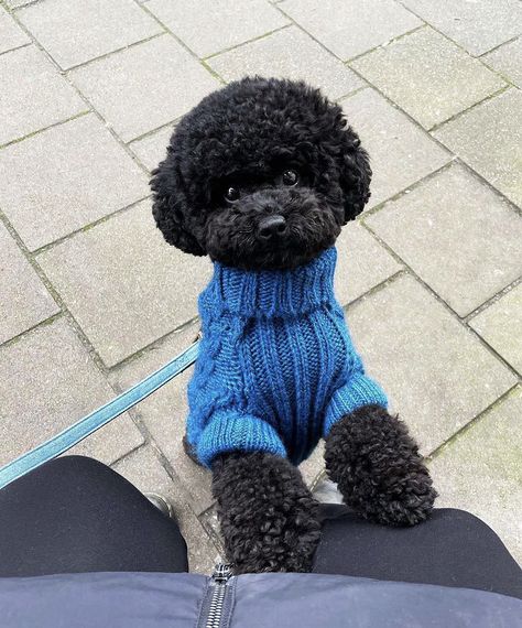 Mini Poodle Black, Toy Poodle Puppies Black, Black Poodle Aesthetic, Black Poodle Puppy, Black Miniature Poodle, Poodle Teddy Bear Cut, Miniature Poodle Black, Black Toy Poodle, Toy Poodle Haircut