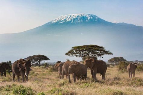 The 10 Best Hikes in Africa Africa Luxury, Amboseli National Park, Mt Kilimanjaro, Tanzania Safari, Mount Kilimanjaro, Wildlife Safari, Breathtaking Places, Destination Voyage, Dream Houses