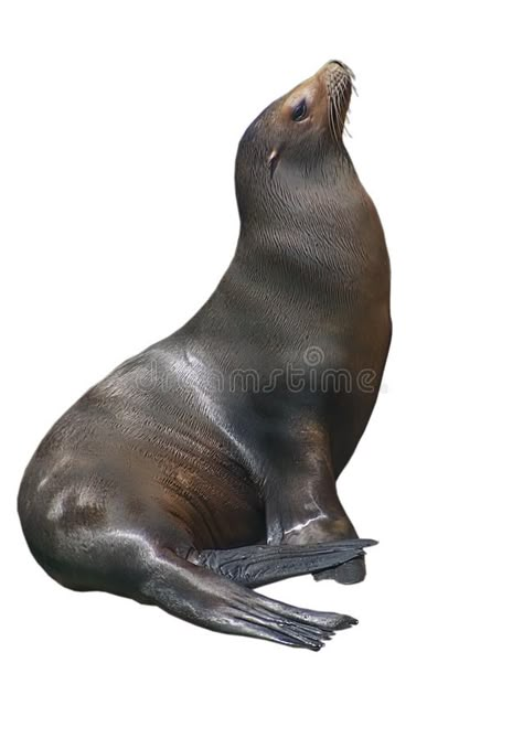 Sea Animals White Background, Animals With White Background, California Sea Lion, California Background, Seal Photography, Sea Lion Art, Figure Drawing Practice, Animals Sea, Animal Action