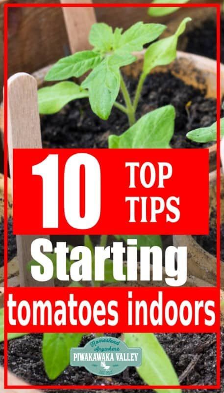 Are you wanting to know how to start tomatoes indoors? follow these seed germination tips for getting your tomatoes off to the best start this season. #piwakawakavalley #gardening Starting Tomato Seeds Indoors, Growing Tomatoes From Seed, Seed Raising, Tips For Growing Tomatoes, Tomato Seedlings, Vegetable Garden For Beginners, Natural Fertilizer, Organic Tomatoes, Seed Germination