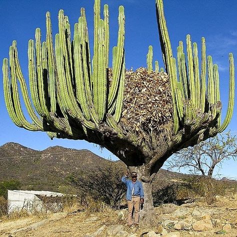 Giant Cactus, Cactus Tree, Diy Home Garden, Garden Plant Pots, Succulents Plants, Unusual Plants, Unique Trees, Agaves, Desert Plants