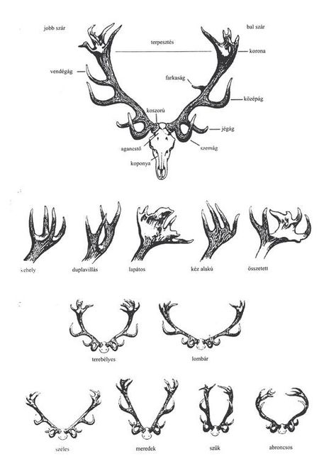 red deer antler Elk Tattoo, Deer Horn, Deer Skulls, Scientific Illustration, Deer Antlers, Thigh Tattoo, Drawing Tips, Antlers, Drawing Tutorial