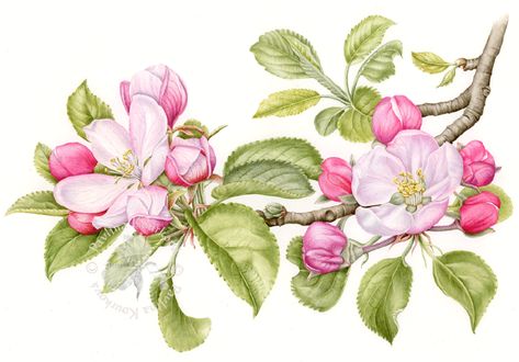 Apple blossom II - fine art print Apple Tree Blossoms, Apple Blossom Flower, Anna Mason, Apple Flowers, Floral Tattoo Sleeve, Watercolor Painting Techniques, 수채화 그림, Flowers Watercolor, Botanical Watercolor