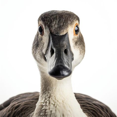 Portrait of a farm duck. Full face of a country duck. Isolated on a transparent background. stock photos Duck Side Profile, Person Ducking Down Reference, Duck Looking At Camera, Duck Reference, Duck Close Up, Duck Face Meme, Vector Symbols, Duck Photography Nature, Photos Background