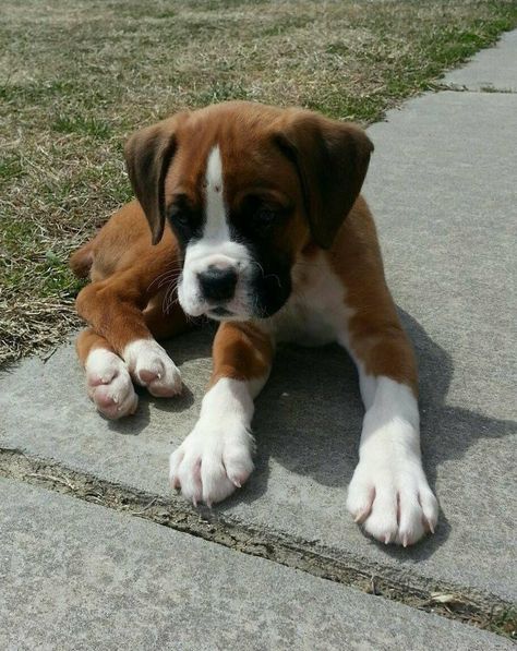 Black And White Boxer Dogs, Mini Boxer Dog, Boxer Dog Aesthetic, Cute Boxer Puppies, White Boxer Dogs, Boxer Dog Breed, Boxer Dog Puppy, Cute Boxers, White Boxers