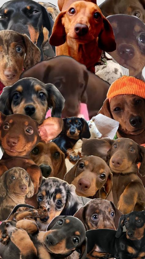 Weiner dog Weiner dog how did u get sooooo long Weiner dog Weiner dog come listen to my song Weiner dog Weiner dog it's u that I adore Weiner dog Weiner dog how did u get sooooo long. Wiener Dog Wallpaper, Weiner Dog Aesthetic, Winner Dogs Dachshund, Winner Dogs, Dog Weiner, Weiner Dogs, Wiener Dogs, Dream Dog, Weenie Dogs