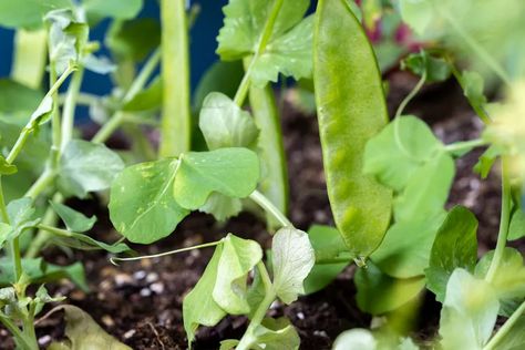 How to Grow and Care for Snow Peas Growing Snow Peas, Growing Peas, Snow Pea, Pea Plant, Fall Crop, Winter Crops, Snow Peas, Crop Rotation, Plant Diseases