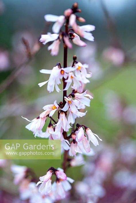 >Abeliophyllum distichum - White Forsythia. Abeliophyllum Distichum, White Forsythia, Plant Photography, Cool Plants, Secret Garden, Garden Plants, Perennials, Mars, Gap