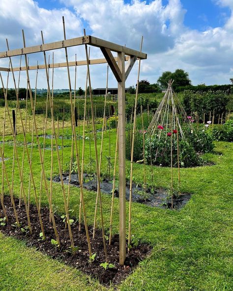 Lydia on Instagram: “Apparently I haven’t shared a #tomatotuesday post since March! 🍅🌿 Today I planted out my outdoor tomatoes so thought I’d share a snap of…” Tomato Trellis Ideas Raised Beds, Trellis For Tomatoes Raised Beds, Raised Garden Bed Tomato Trellis, Tall Tomato Support, Tomato Planting, Greenhouse Tomatoes, Colorado Garden, Diy Garden Landscaping, Unique Planters