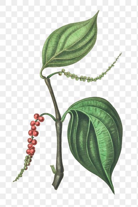 Pepper Illustration, Black Pepper Plant, Drawing Plants, Drawing Themes, Vine Drawing, Plant Png, Pepper Plant, Sketch Free, Nota Musical