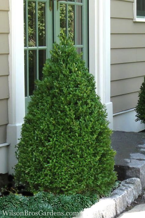 Green Mountain Baby Gem Boxwood, Green Mountain Boxwood, Spiral Topiary, Slow Flower, Holly Bush, Box Wood Shrub, Buy Plants Online, Planting Shrubs, Buy Plants