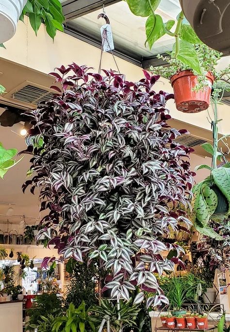 Do You Have a Tradescantia (Wandering Dude)? Don't Miss These 7 Things! Tradescantia Bubblegum Plant, Pink Tradescantia Care, Tradescantia Quadricolor, Types Of Tradescantia, Tradescantia Pink Panther, Small House Garden, Companion Planting Vegetables, Wandering Jew, Herb Garden Design