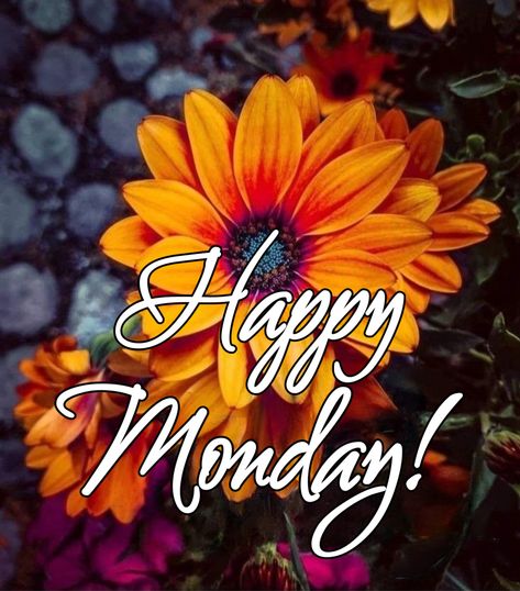 Happy Monday Fall Images, Happy Monday Fall, Hump Day Quotes, Monday Images, Happy Monday Images, Wednesday Morning Quotes, Good Morning Msg, Monday Greetings, Team Quotes