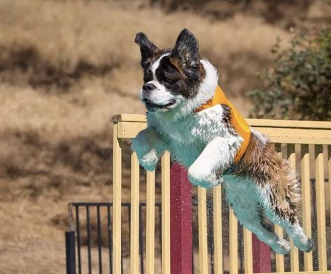 St bernard Types Of Dogs Breeds, Different Types Of Dogs, Dog Sports, Me And My Dog, Group 2, St Bernard, Types Of Dogs, Mixed Breed Dogs, Sporting Dogs