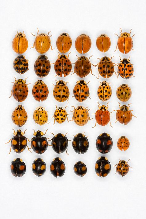 Learn to Tell the Difference Between Ladybugs and Asian Lady Beetles Box Elder Bugs, Types Of Ants, Ants In House, Get Rid Of Spiders, Bug Images, House Spider, Kill Ants, Lady Beetle, Stink Bugs