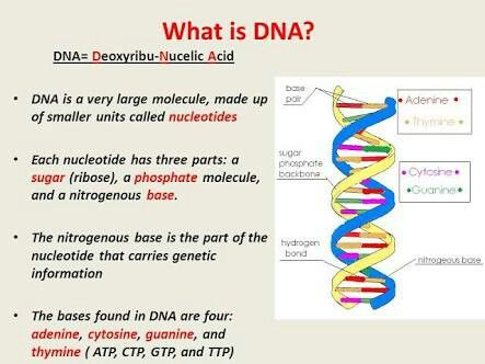 What Is Dna, Nitrogenous Base, Biochemistry Notes, Learn Biology, Basic Anatomy And Physiology, Acid Base, Biology Lessons, Nursing Notes, Easy Drawings Sketches