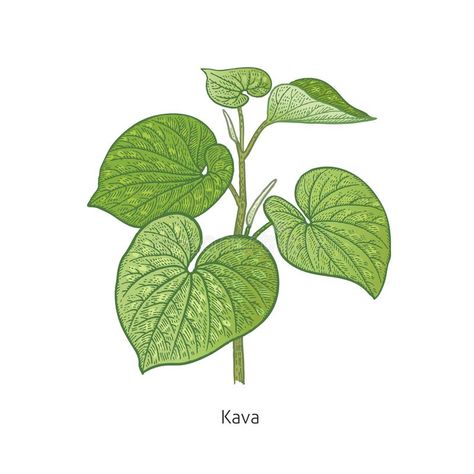 Medical plant Kava. Kava colorful. Medical herbs and plants Isolated on white ba #Sponsored , #PAID, #Ad, #Kava, #Medical, #white, #colorful Kava Plant, Holistic Nursing, Vector Illustration Art, Herbs And Plants, Medical Herbs, Nature Vintage, Marriage And Family Therapist, Plant Drawing, Vector Art Illustration