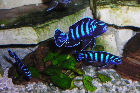 Dwarf Mbuna Mbuna Cichlids, African Cichlid Aquarium, Lake Malawi Cichlids, Cichlid Aquarium, Malawi Cichlids, Cichlid Fish, Lake Tanganyika, Betta Aquarium, Tropical Freshwater Fish