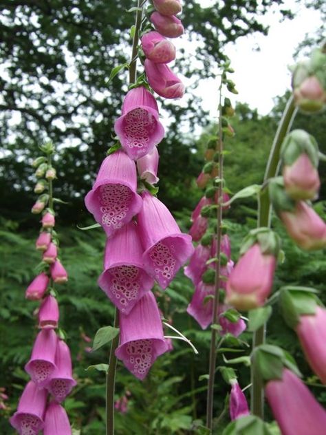 Foxglove Plant, British Wild Flowers, Flowers Wild, Wild Flower Meadow, Plant Fungus, British Garden, English Cottage Garden, Pink Garden, Trendy Flowers