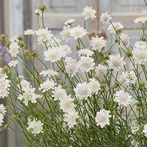 White Scabiosa Scabiosa White, White Scabiosa, Summer Display, Long Vase, Herbaceous Border, Pretty Garden, Cottage Garden Plants, Wildlife Gardening, Hardy Perennials