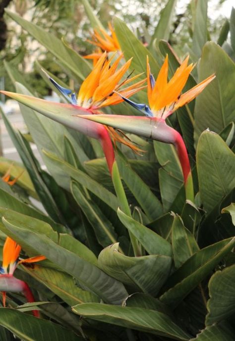 Bird of Paradise (Strelitzia reginae) Focal Flowers, Strelitzia Reginae, Bird Of Paradise Plant, Paradise Plant, April May, Bird Of Paradise, Birds Of Paradise, 365 Days, Paradise