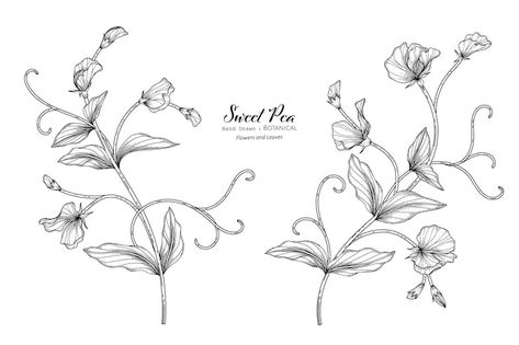 Sweet Pea Sleeve Tattoo, Sweet Pea Flower Illustration, Sweet Pea Tattoo Design, Sweetpea Flower Tattoo, Sweat Pea Tattoo, Sweet Pea Flower Tattoo, Bouquet Of Flowers Tattoo, Sweet Pea Tattoo, Sweet Pea Flower