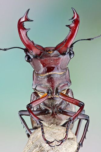 Giant Stag Beetle - Lucanus elaphus | Colin Hutton | Flickr Giant Stag Beetle, Base Refrences, Beetle Costume, Bug Head, Rhino Beetle, Handmade Leather Work, Bubble Drawing, Fire Icons, Beetle Insect