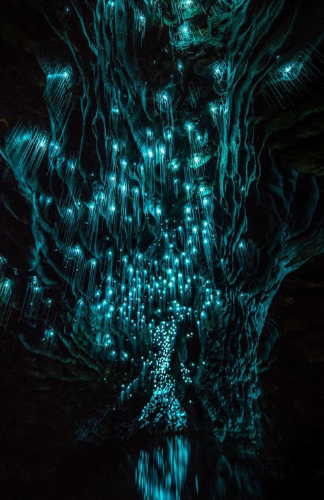 New Zealand Has A Cave Full Of Glowworms, And It's Wholly Surreal | HuffPost Glowworm Caves New Zealand, Glowworm Caves, Glow Worm Cave, Waitomo Caves, Canvas Photos, Limestone Caves, Underground Caves, Glow Worm, Destination Voyage