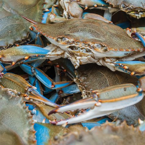 Blue Crab Recipes, Seafood Boil Seasoning, Live Crabs, Crab Feast, Crab Trap, Louisiana Crawfish, Louisiana Seafood, Maryland Blue Crab, How To Cook Liver