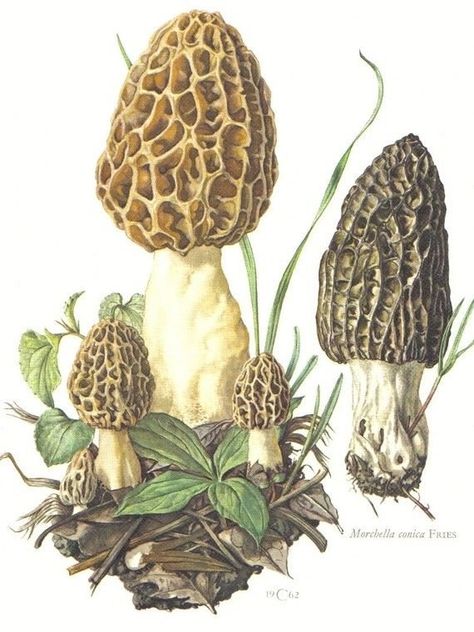 Morel Mushrooms Art, Fungi Illustration, Mushroom Paint, Mushroom Pictures, Mushroom Tattoos, Mushroom Drawing, Morel Mushroom, Illustration Botanique, Mushroom Decor