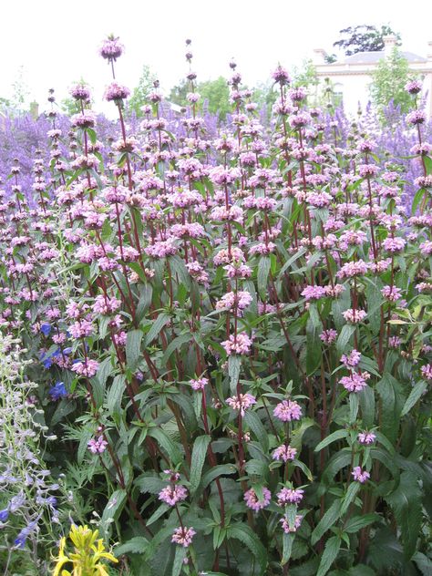 Phlomis Tuberosa Amazone, Small Garden Hacks, Phlomis Russeliana, Phlomis Tuberosa, Tree Border, Pink Perennials, Piet Oudolf, Goth Garden, Backyard Plants