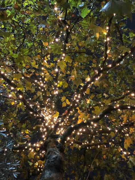 Twilight Garden Aesthetic, Fairy Lights Forest Aesthetic, Royal Fairy Aesthetic, Forest With Fairy Lights, Royal Garden Aesthetic Night, Fairy Lights In Forest, Fairy Party Aesthetic Night, Secret Garden Aesthetic Night, Heathercore Aesthetic