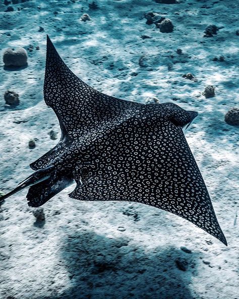 Matt Grondin Travel & Portrait on Instagram: “Well, this was certainly a treat 😍 ⠀⠀⠀⠀⠀⠀⠀⠀ ⠀⠀⠀⠀⠀⠀⠀⠀ **************** #bahamas #eagleray #exumadream #tropics #bluewater #marinelife…” Underwater Painting, Underwater Creatures, Underwater Life, Oceanography, Underwater Photos, Manta Ray, Beautiful Fish, Ocean Creatures, Marine Animals