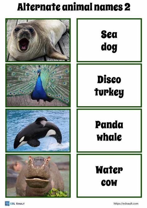 40 funny alternate animal names game - ESL Vault Funny Animal Names List, Alternate Animal Names, Animals Name List, Funny Animal Names, Animal Expressions, Funny Animal Faces, Video Game Names, Silly Names, Animal Names