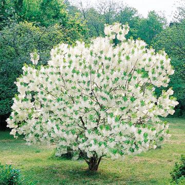 Plants to Love in Your New England Landscape New England Landscape, England Landscape, New England Garden, Fringe Tree, Trees For Front Yard, Flowering Tree, Home Yard, Farmhouse Landscaping, Easy Landscaping