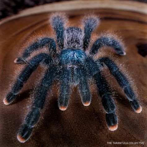 Tarantula spider blue pink toes Avicularia Avicularia, Pinktoe Tarantula, Pink Toe Tarantula, Pet Tarantula, Danger Noodles, Danger Noodle, Vocaloid Funny, Cool Bugs, Pink Toes