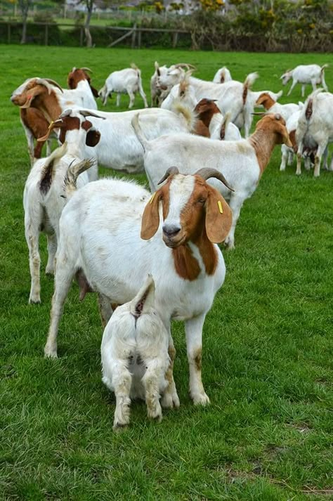 Isle of Man Goats Livestock Dog, Goat Keeping, Sheep Feeders, Fawn Costume, Goat Pictures, Agriculture Pictures, Nubian Goats, Sunrise Farm, Donkey Cart