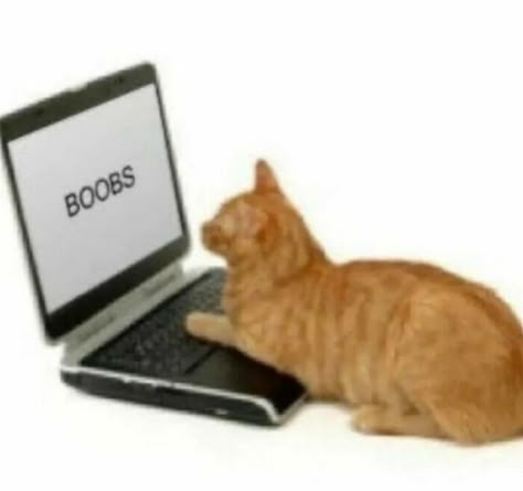 Weird-Funny-Cursed-Images Orange Cat, Laptop, Orange, Memes, Funny, On Instagram, Instagram