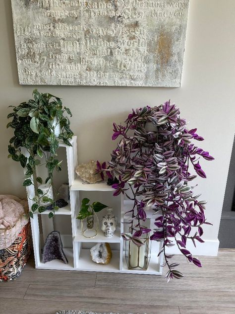 Cool Shelves, Decorative Plants, Potted Houseplants, Easy Care Plants, High Maintenance, House Plant Care, Colorful Plants, Growing Indoors, Home Photo