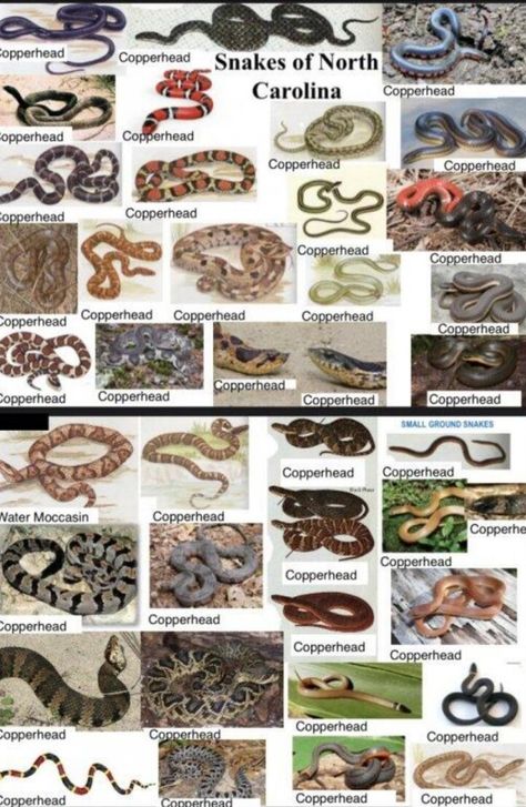 Different Types Of Snakes, Snake Names Pets, Snake Species, Snake Identification Chart, World's Largest Snake, Types Of Snake, Cobra Snake, Snake Tattoo Design, Survival Life Hacks