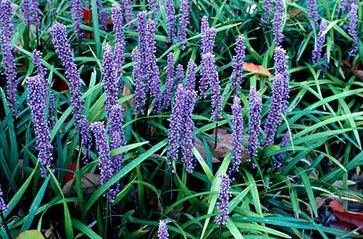 Big blue lilyturf Liriope Muscari Big Blue, Plants For Shady Areas, Dry Shade Plants, Liriope Muscari, Orchid Show, Planting Plan, Ground Cover Plants, Herbaceous Perennials, Flower Border