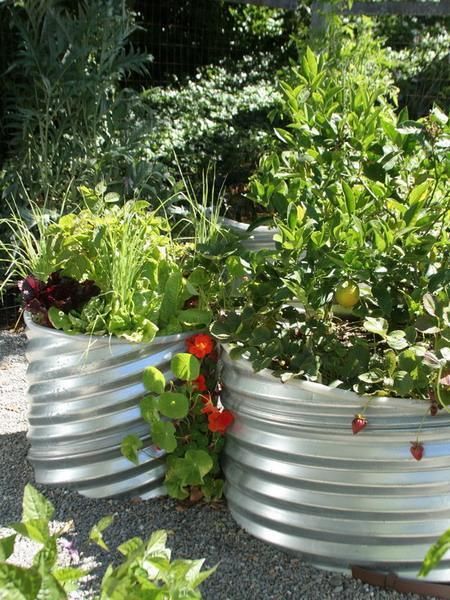 Tomatoes Growing, Galvanized Planters, Container Garden Design, Minimalist Garden, Garden Design Ideas, Metal Containers, Garden Containers, Container Garden, Garden Lovers