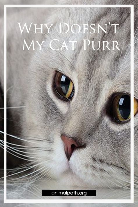 Does your cat not purr? Find out the most common reasons for a cat not purring. #catnotpurring #catpurring Cat Purr, Newborn Kittens, Adorable Cats, Cat Training, Cat Behavior, All About Cats, Pet Parent, Soft Blankets, Veterinarian