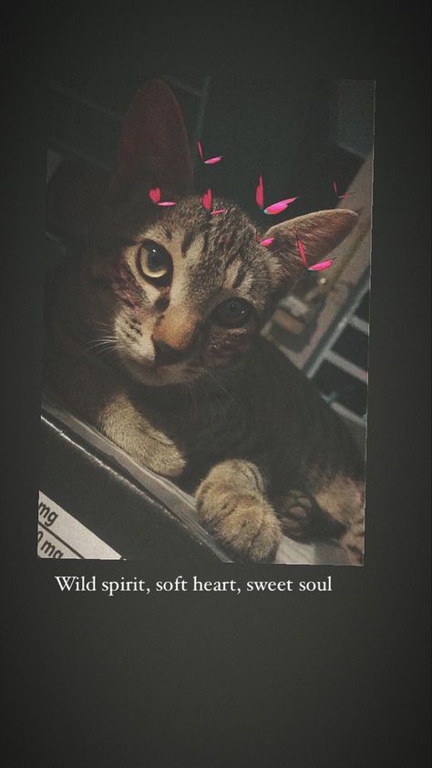 Cat Love Captions Instagram, Cat Stories Instagram Ideas, Cat Songs For Insta Story, Cat Snap Caption, Cat Snap Ideas, Cute Snap Ideas For Crush, Cat Story Instagram Ideas, Cat Insta Story, Cat Story Instagram