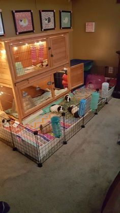 Pig Habitat, Guinea Pig Breeding, Diy Guinea Pig Cage, Guinea Pig Diy, Guinea Pig Hutch, Guinea Pig House, Bunny Room, Pet Bunny Rabbits, Animal Cage