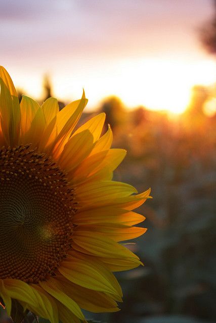 Sunflower @ Sunset | Flickr Sunflower, Van, Plants