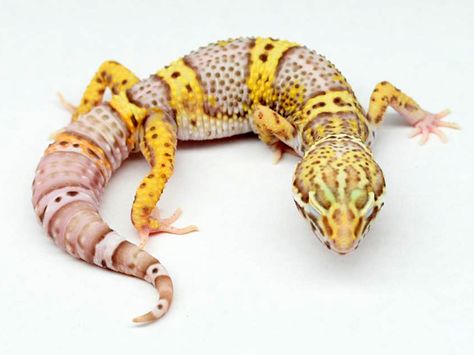 Bell Albino Leopard Gecko Bell Albino Leopard Gecko, Albino Leopard Gecko, Gecko Morphs, Leopard Gecko Morphs, Cute Gecko, Cute Lizard, Leopard Geckos, Animal Family, Baby Leopard