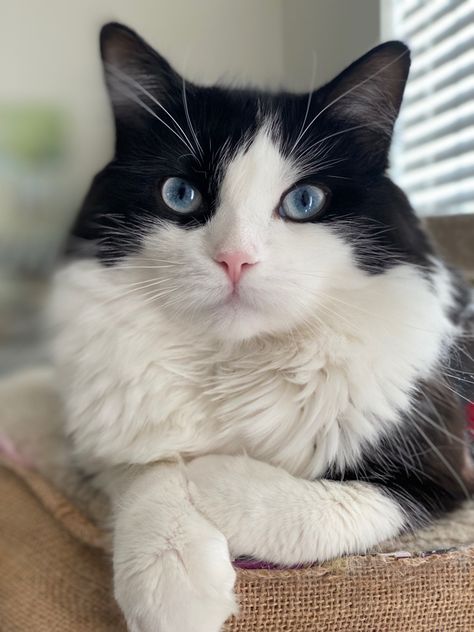 Beautiful Blue Eyed Long Hair tuxedo cat, the model of The Classy Claws Long Haired Tuxedo Cat, Wc Ideas, Cat Nose, Cat Wine, Cats Black, Cat Grass, Tuxedo Cats, Cat Cave, Tuxedo Cat