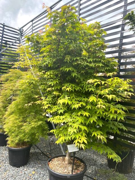 Acer palmatum 'Osakazuki' - Architectural Plants Acer Palmatum Osakazuki, Acer Osakazuki, Compost Mulch, Evergreen Ferns, House Mediterranean, Succulent Tree, Architectural Plants, Plant Pests, Japanese Maples